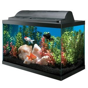 Tank en kap Combo Aquarium
