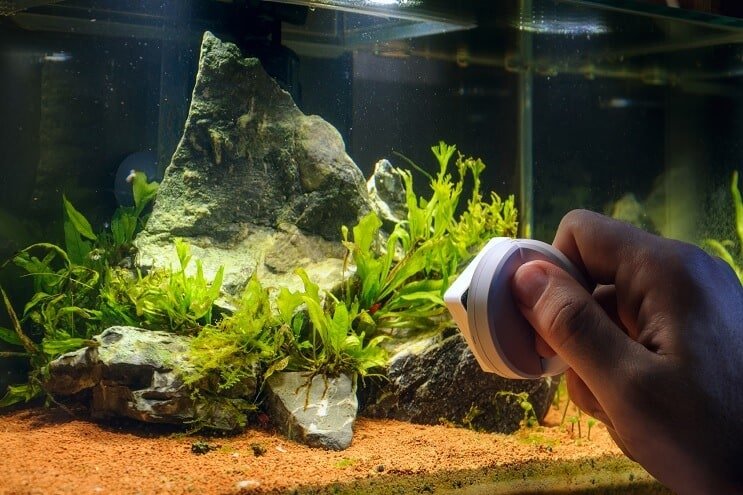 Algen verwijderen uit het aquarium