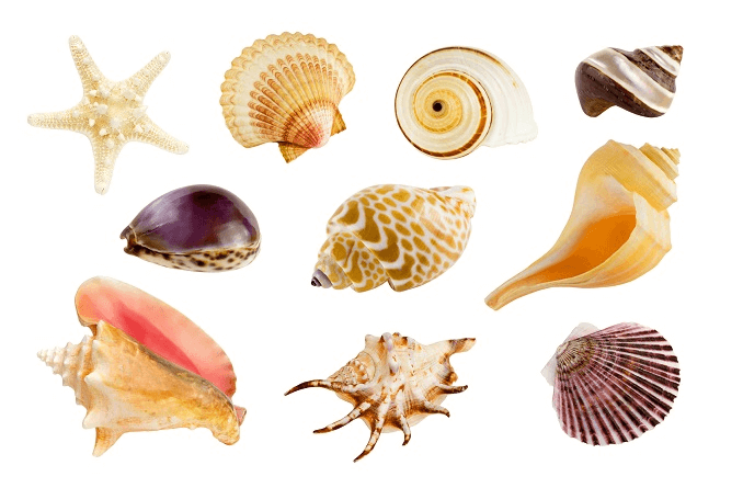 Schelpen in het aquarium