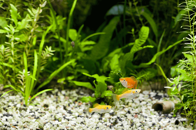 Geplant aquarium