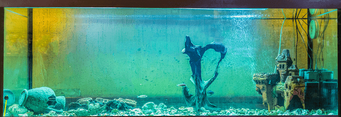 Aquaria Algen