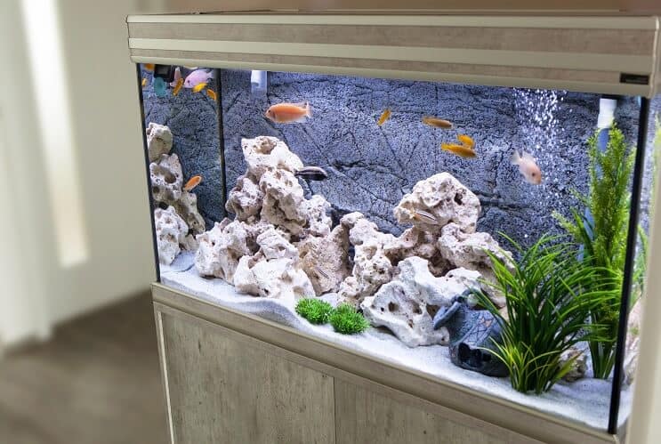 30 gallon aquarium