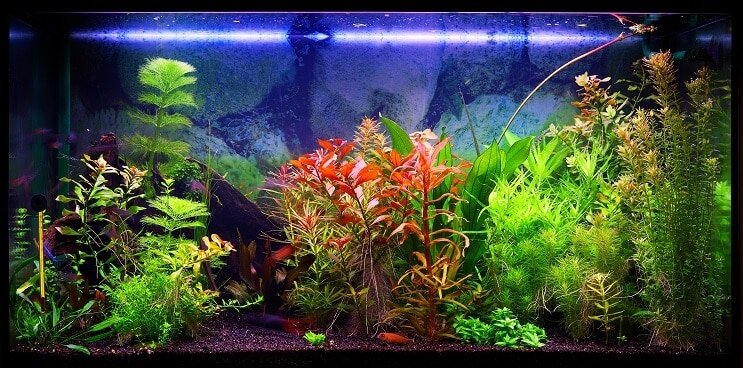 Een tank van 30 gallon kiezen