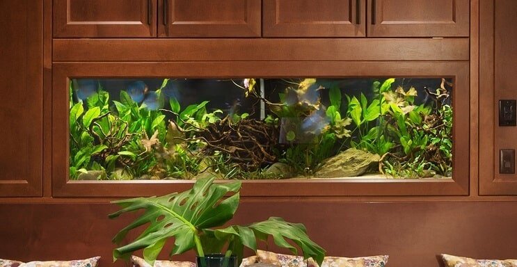 40 gallon aquarium