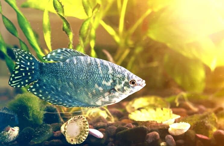 Suggesties voor opslag 40 gallon tank