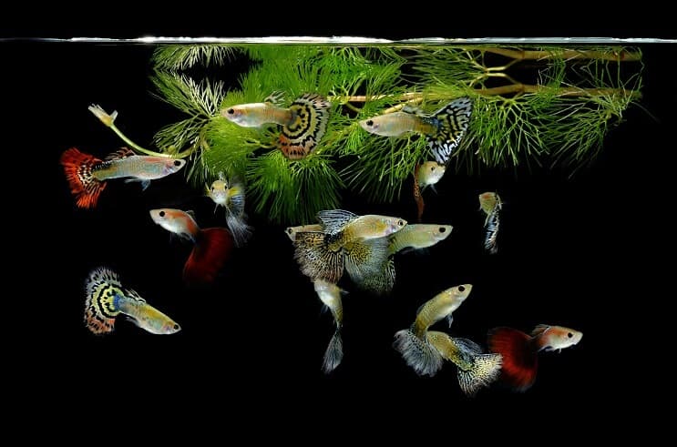 Guppy's