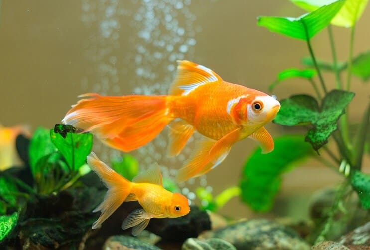 Goudvis Tank