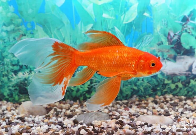 Fish Tank kopen