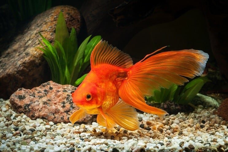 Goldfish Tank Onderhoud