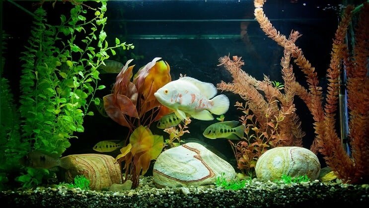 Tropische tank