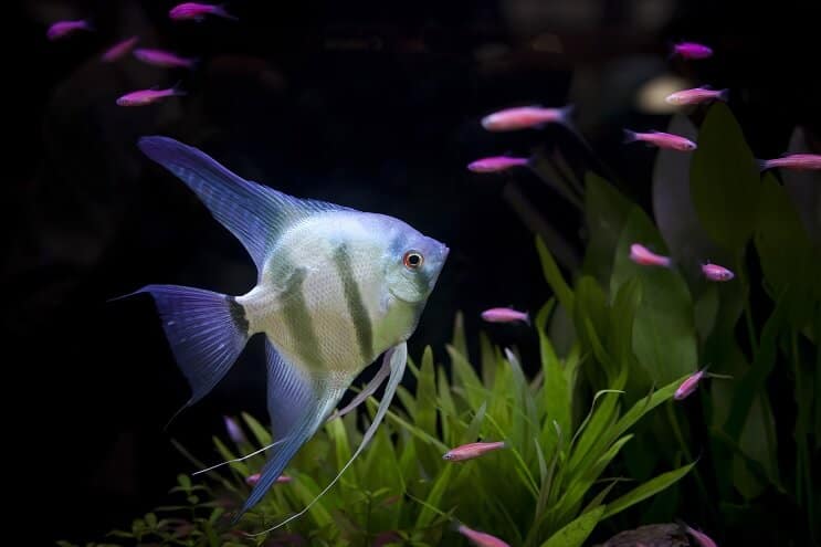 Kous Suggesties voor een 55 gallon