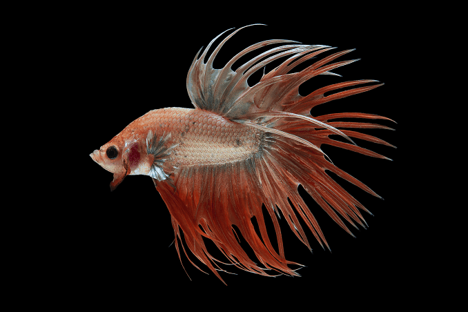 Betta's fokken