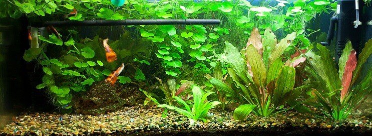 Tank van 75 gallon