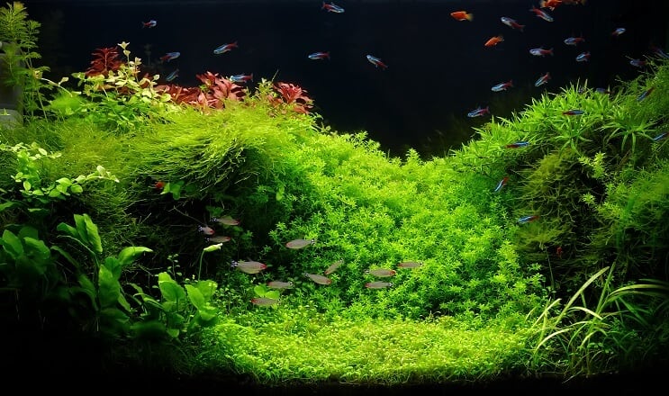 Aquarium van 75 gallon