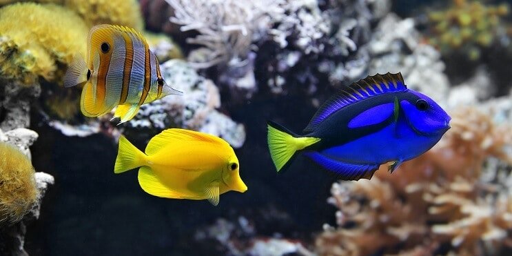 75 gallon vis