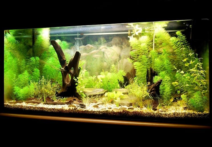 Aquarium met UV-sterilisator