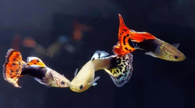 Guppy's