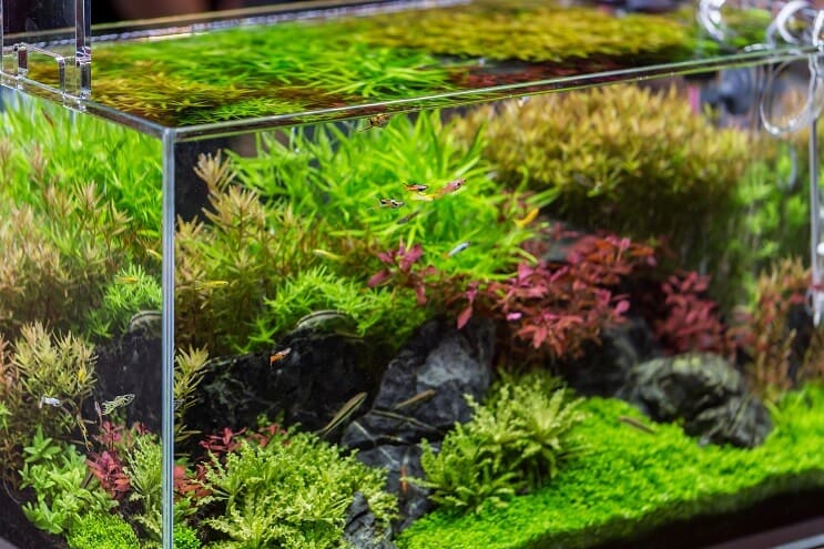 20 gallon opzetideeën