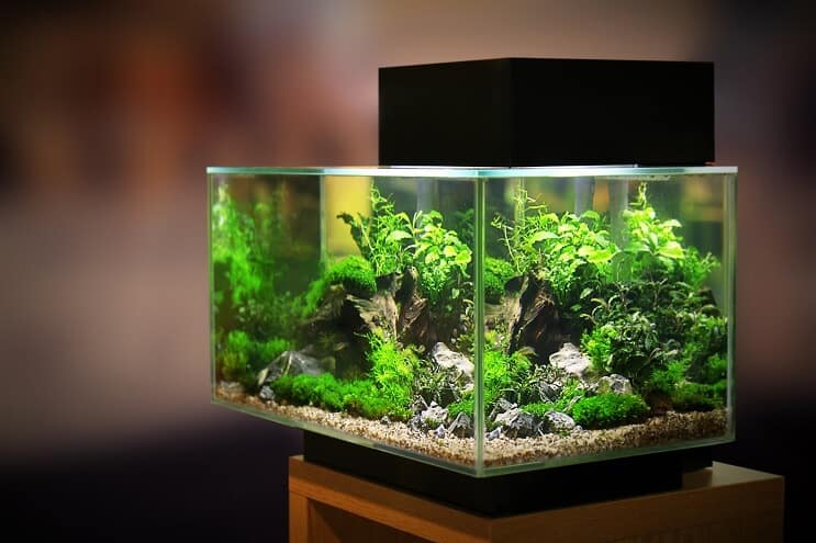 20 liter aquarium