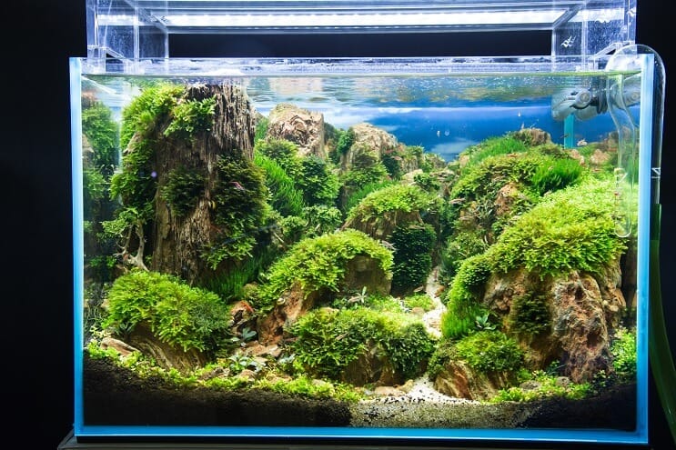 Hoe een aquarium op te zetten