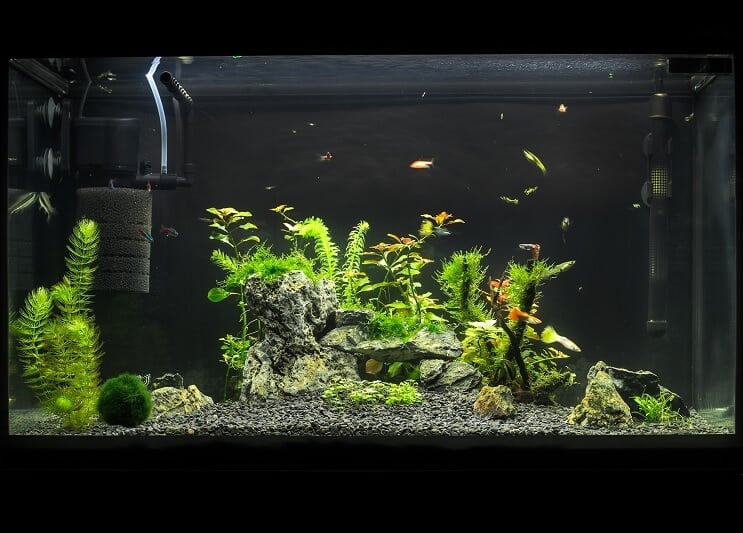 20 gallon lang aquarium