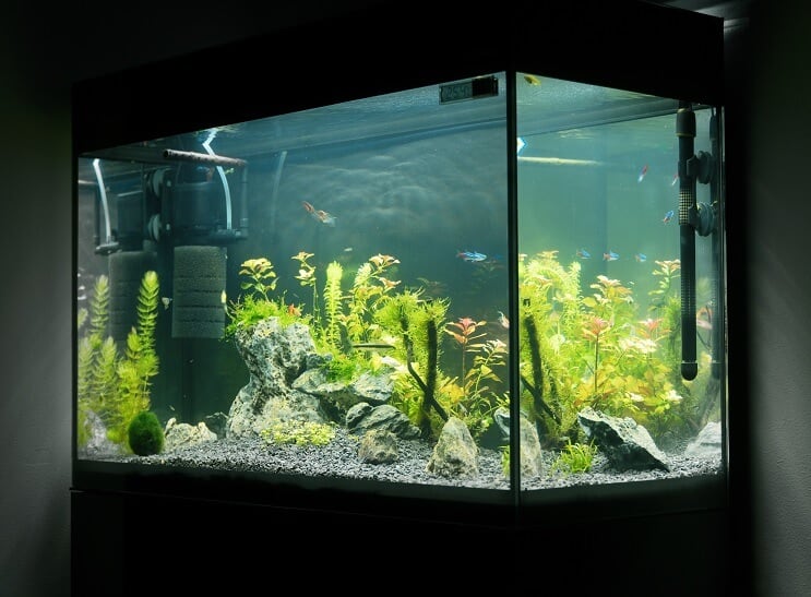 20 gallon lange uitrusting