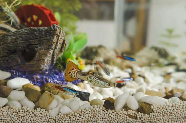 Guppy's