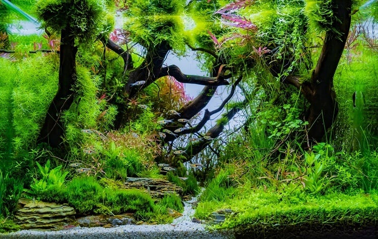 20 Gallon Long Aquarium Setup-ideeën
