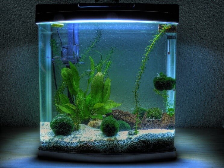Aquarium van 3 gallon
