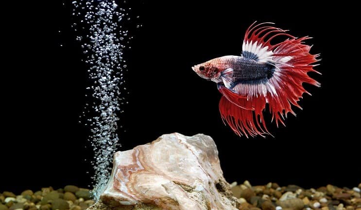 Betta vis