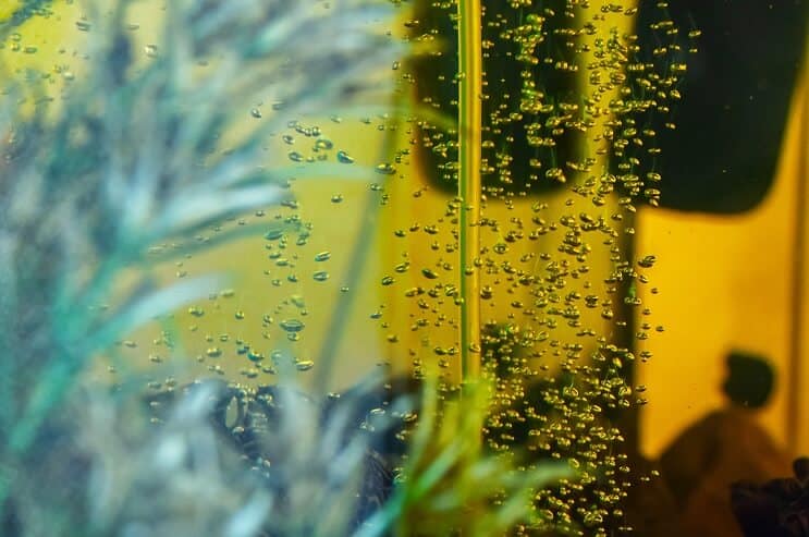 Bubbels in het aquarium