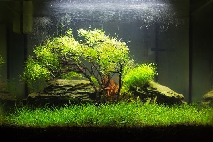Nano beplante tank
