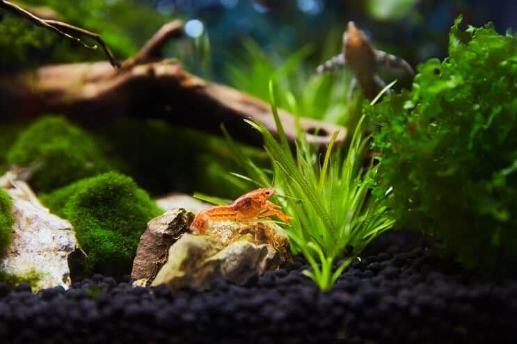 Nano-tank