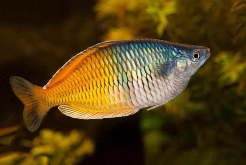 boesemani regenboog