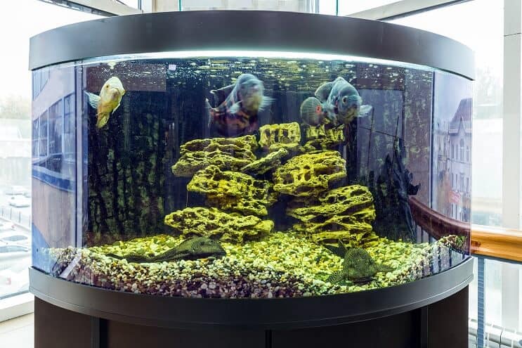 Hoek Fish Tank
