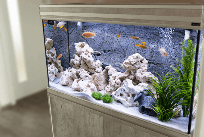 Aquarium met cichliden