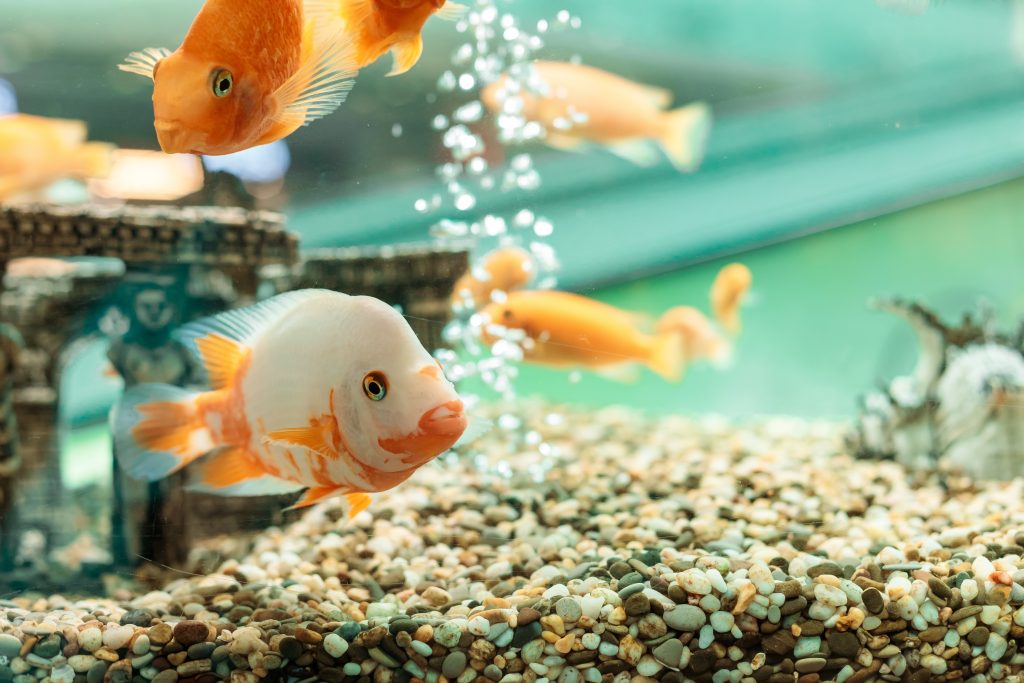 Hoe maak je een aquarium fietsen?