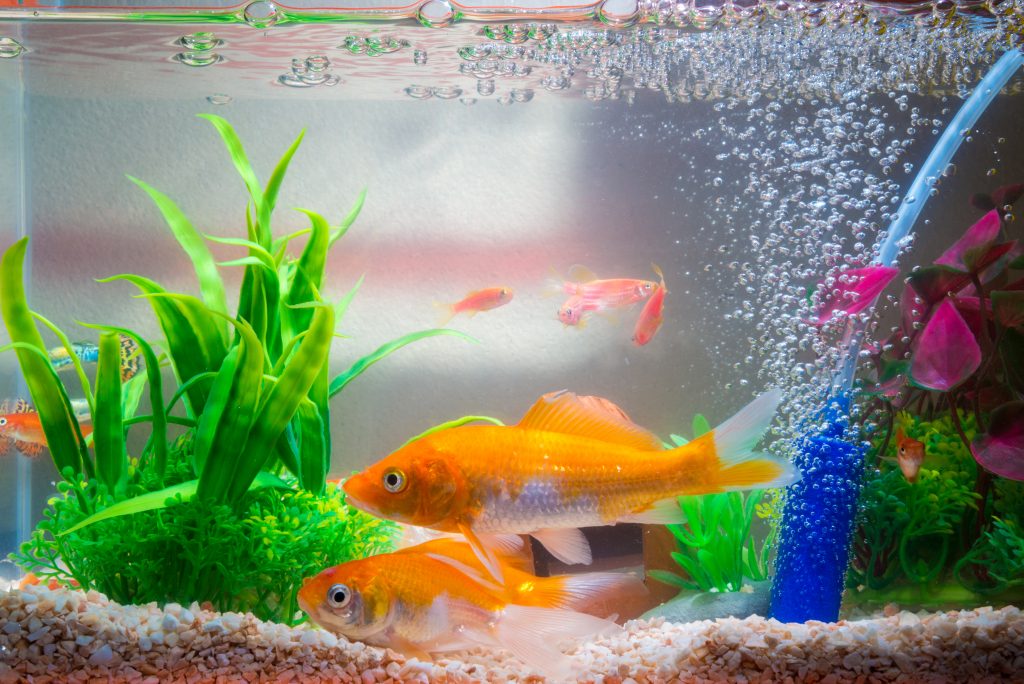 Hoe maak je een aquarium fietsen?
