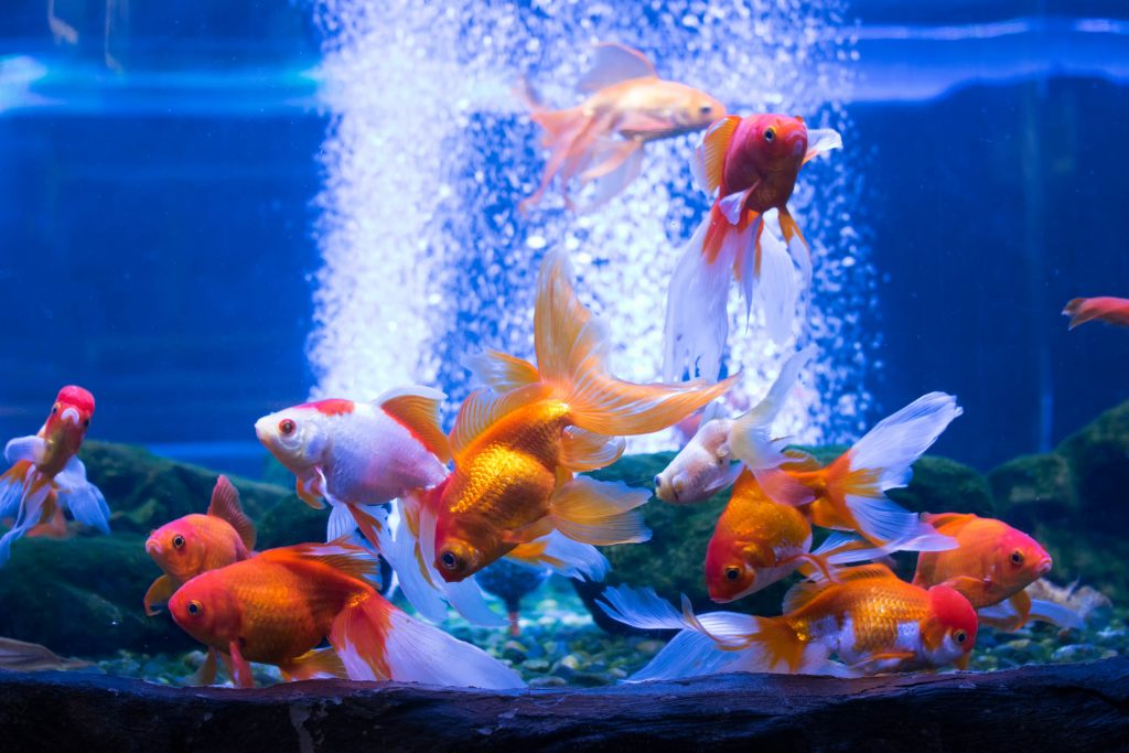 Hoe maak je een aquarium fietsen?