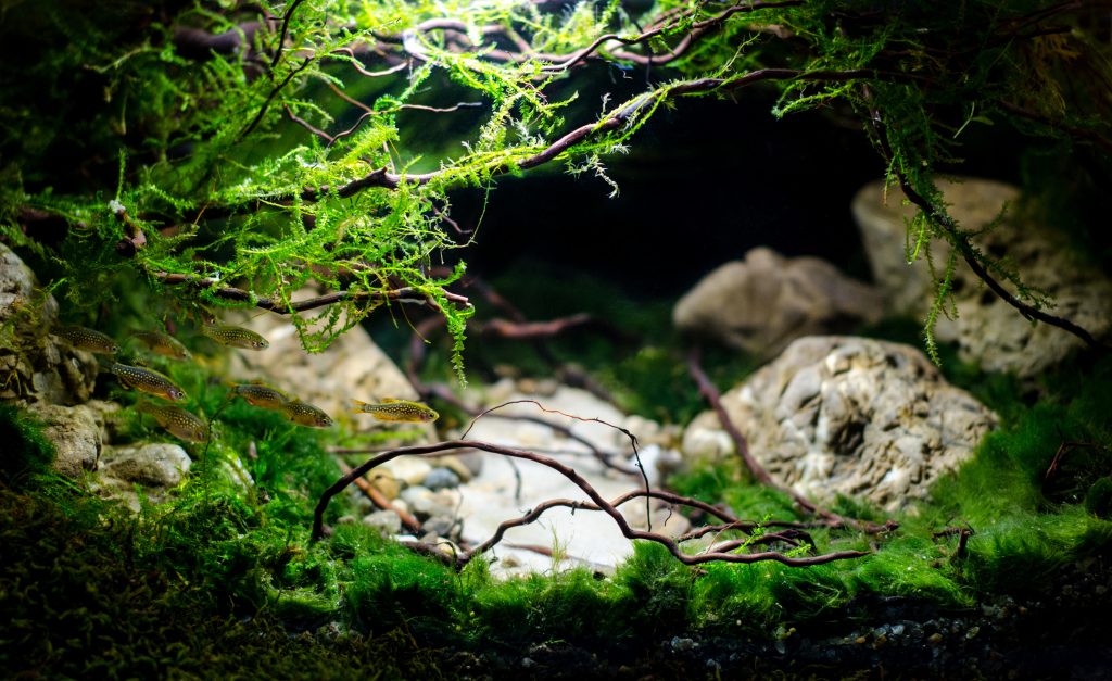 Hoe zich te ontdoen van algen in een aquarium