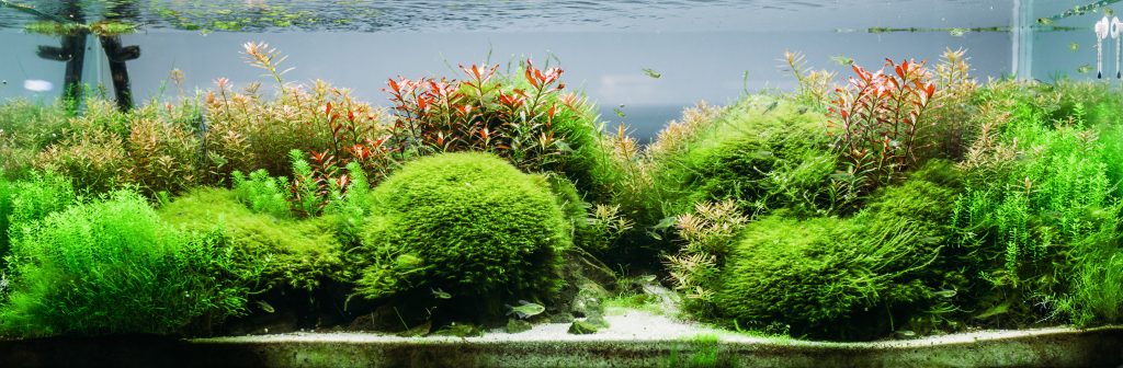 Hoe zich te ontdoen van algen in een aquarium