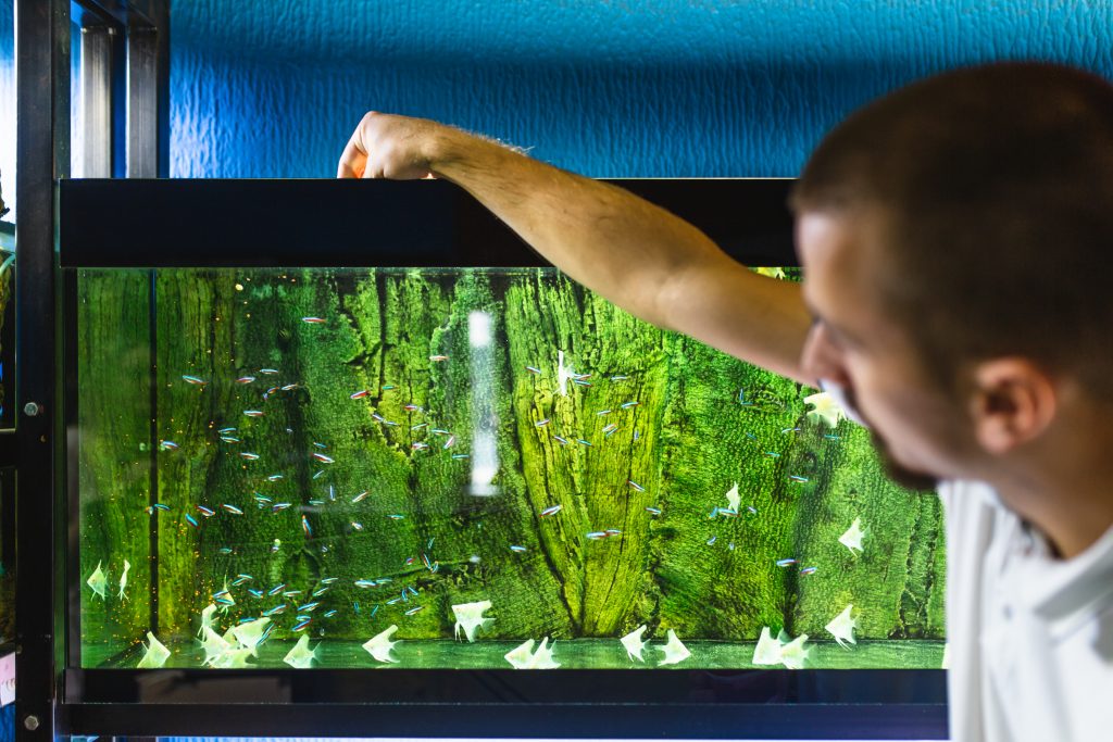 Hoe zich te ontdoen van algen in een aquarium