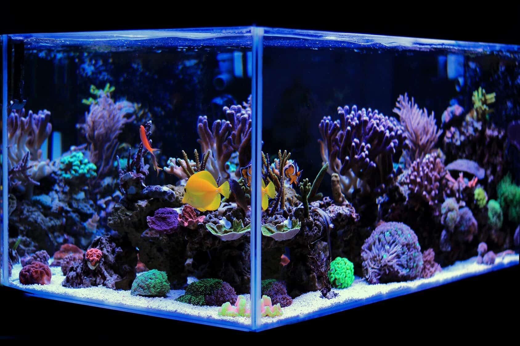 Beste 20 gallon lange aquaria (kousideeën, uitrusting en meer) Banner