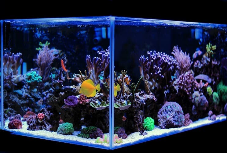 Zoutwateraquarium