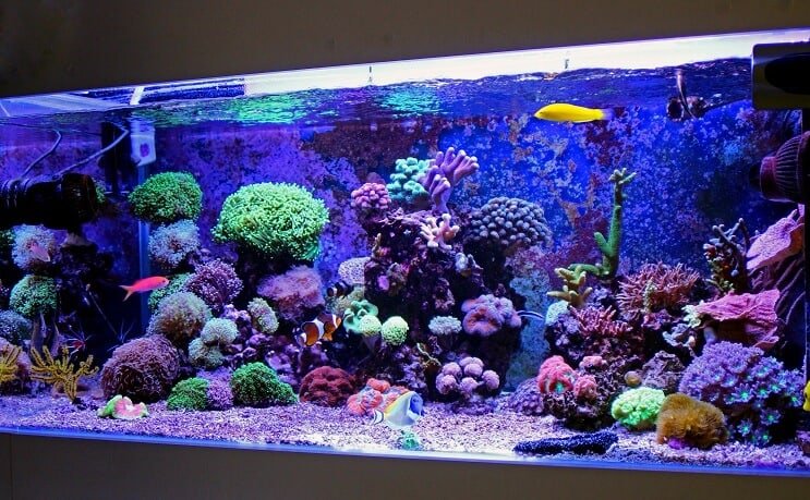 Een zoutwatertank opzetten