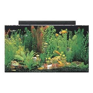Meest betaalbare 50 gallon tank