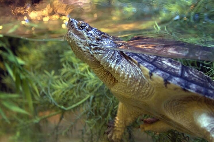 Schildpad