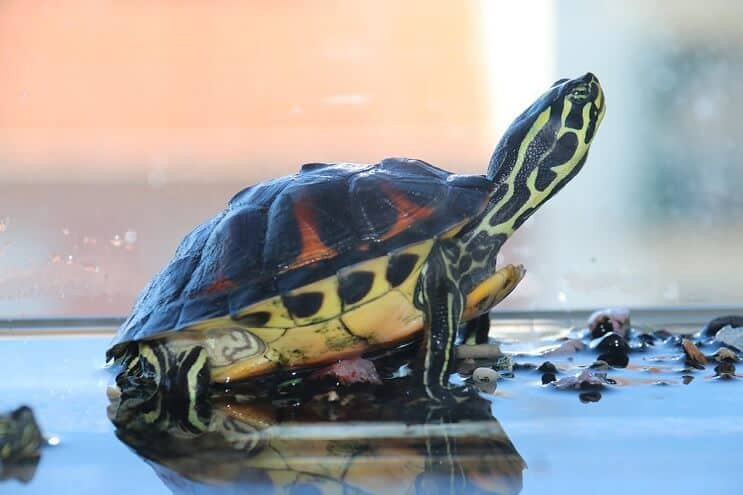 Schildpad in Tank