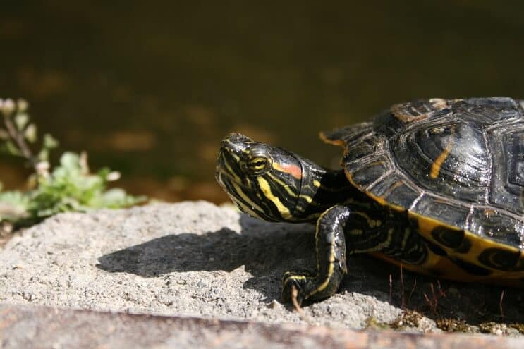Schildpadverlichting