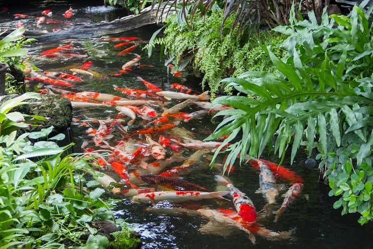 Koi vijver